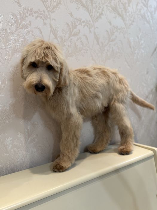 Останній ексклюзивний лабрадудль