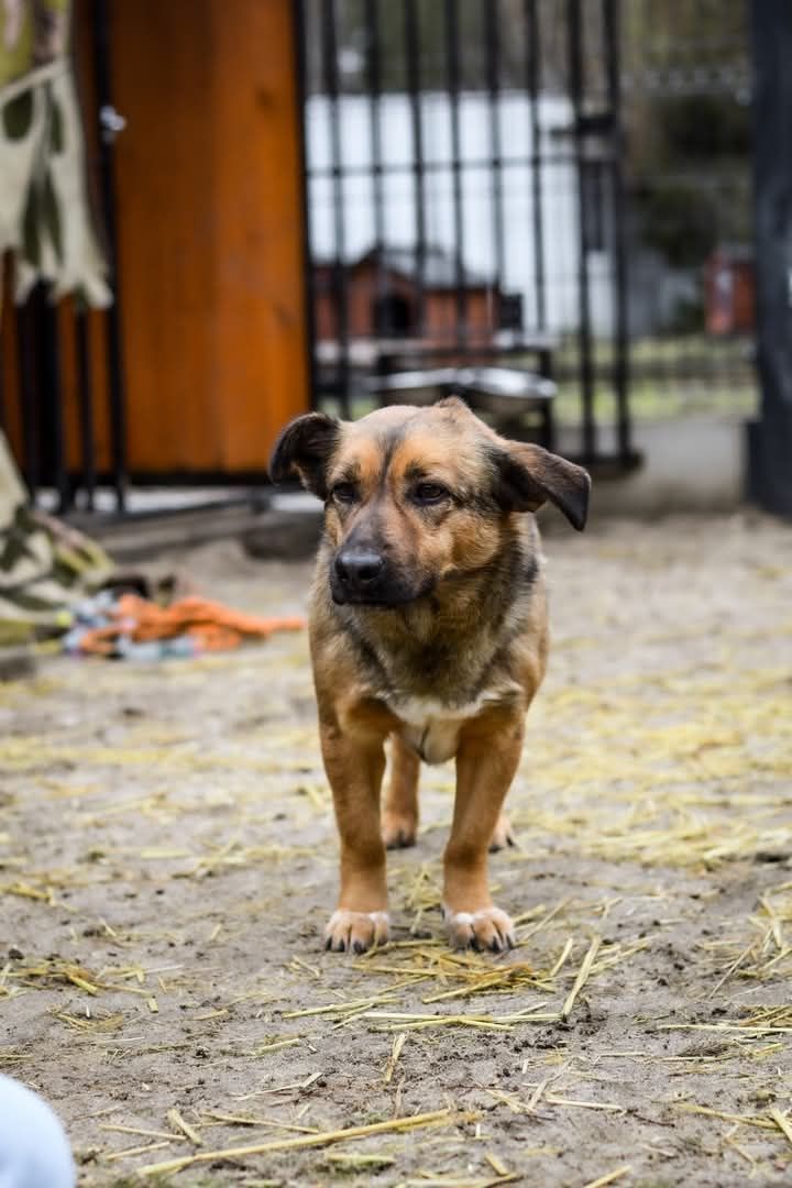 Balto szuka domu