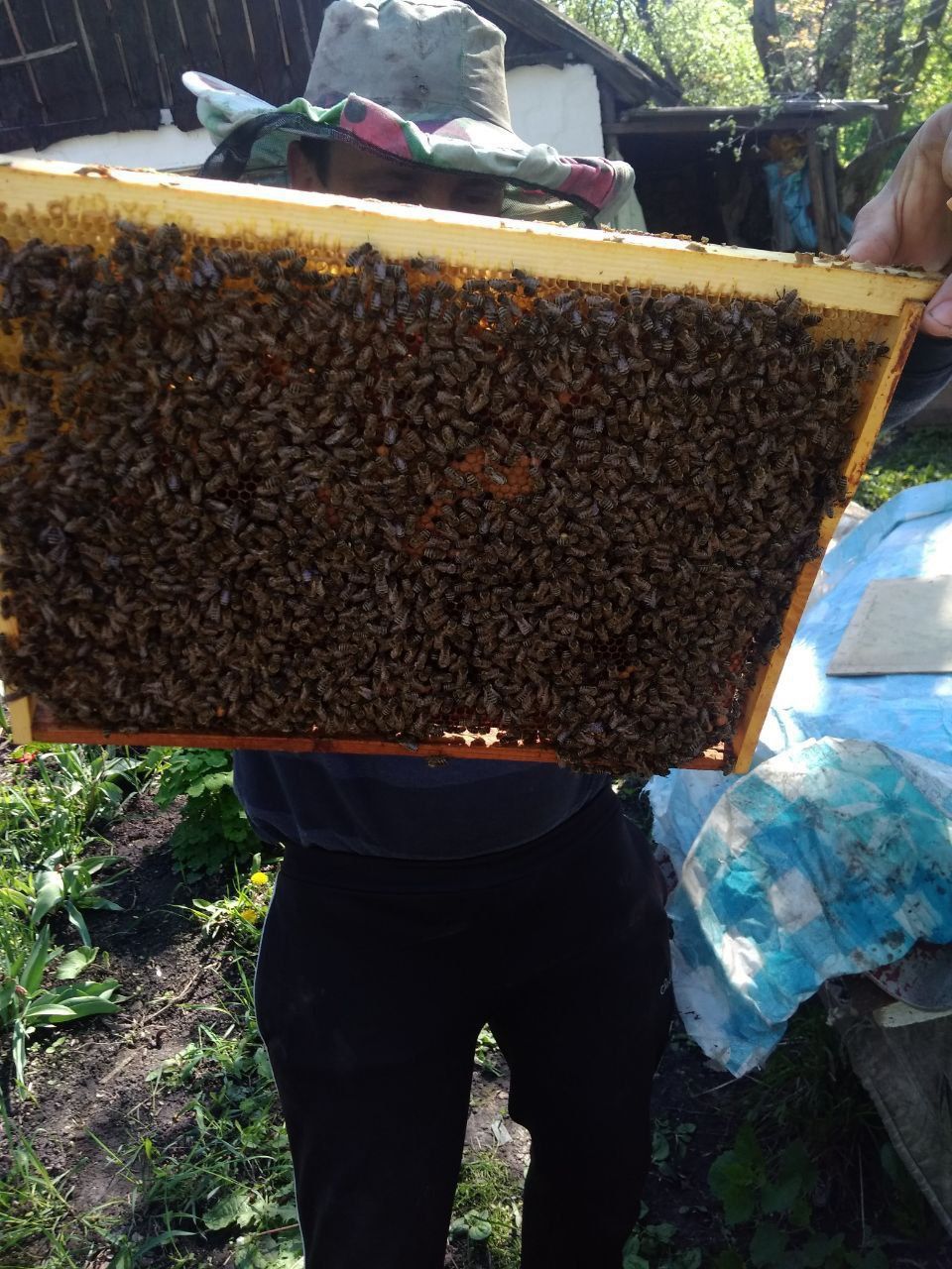 Бджоло пакети бджоло сім'ї.