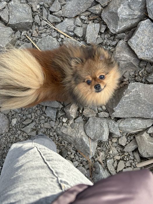 Шпіц хлопчик вʼязка