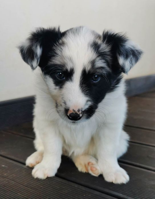 Border collie FCI dziewczynka