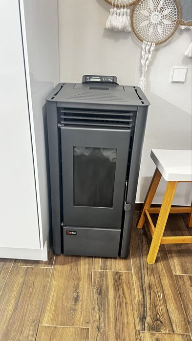 Salamandra pelettes com 1 ano