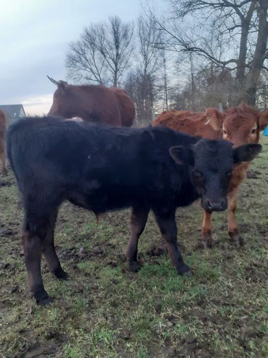 Byczek mięsny , cielak LM