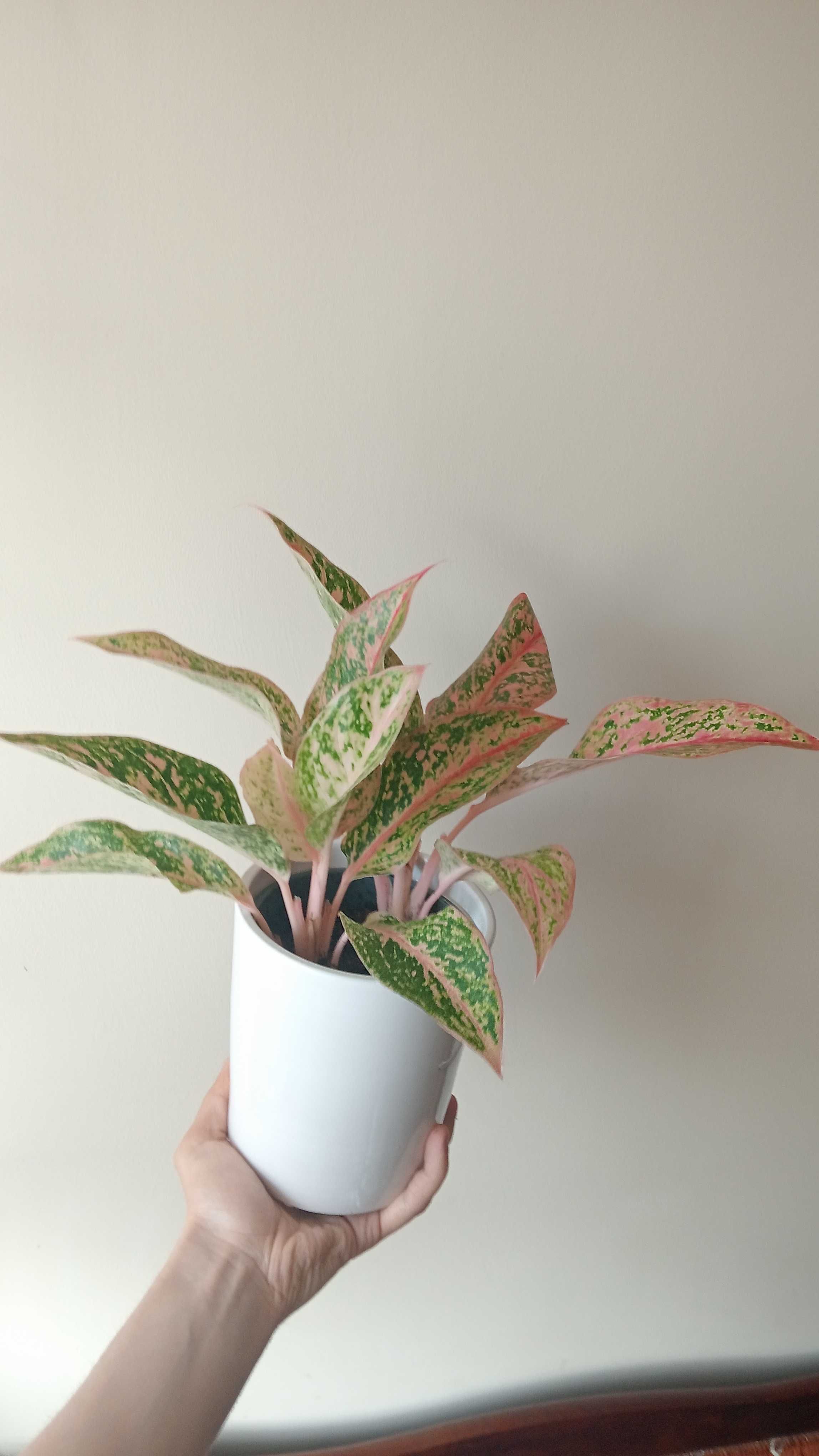 Aglaonema kolorowa roślina doniczkowa domowa