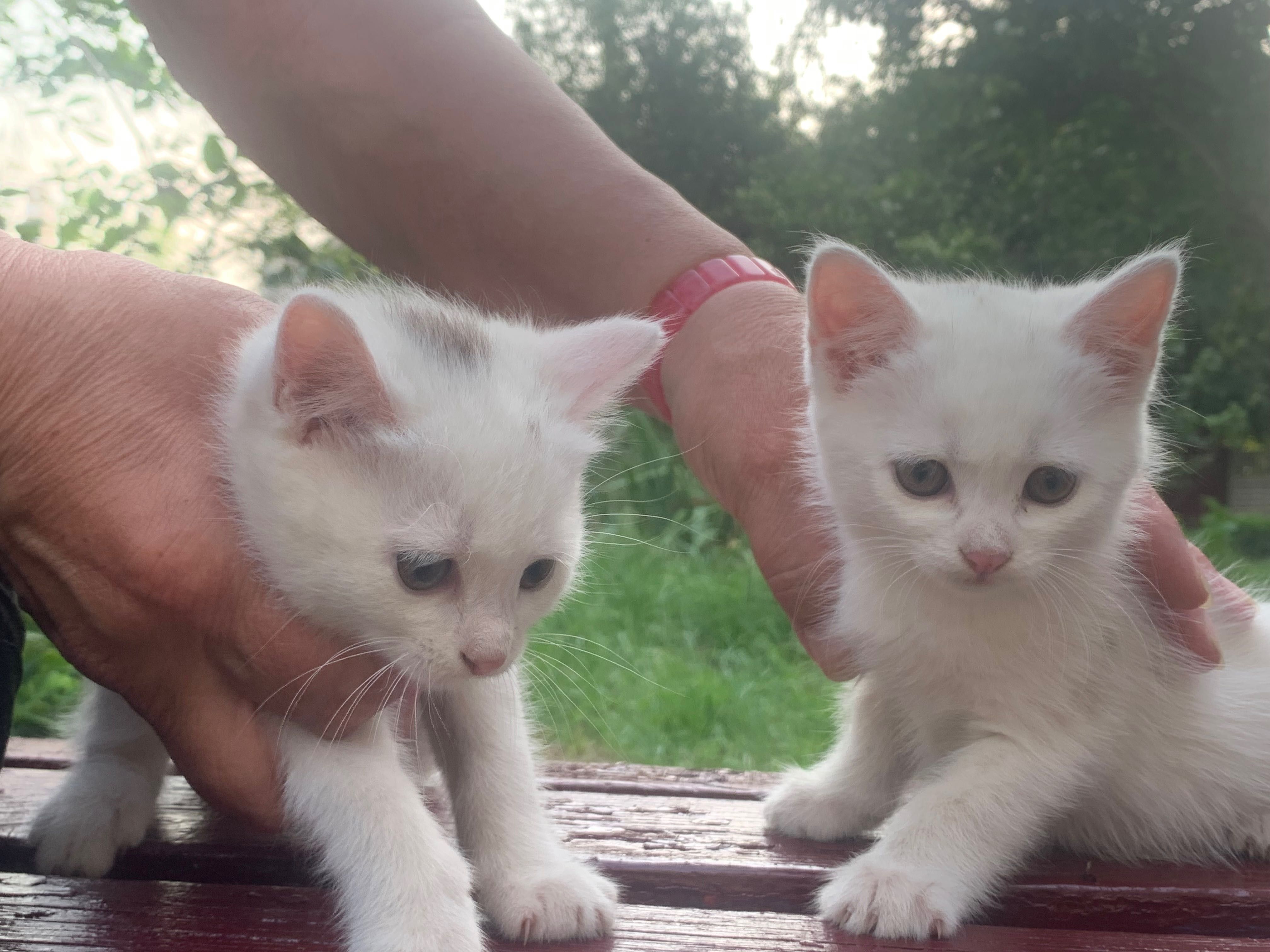 Кошеня котенок безкоштовно