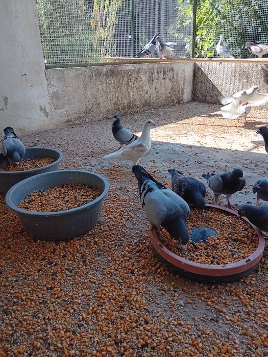Venda pombos correios