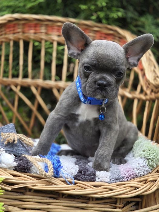 Голубенький малыш французик с родословной