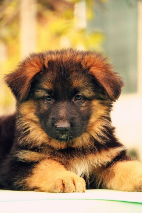 Німецька вівчарка Цуценята