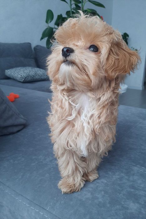 Хлопчик Мальтіпу F1