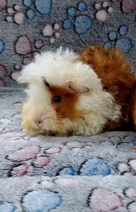 Świnki morskie samiczki Us Teddy