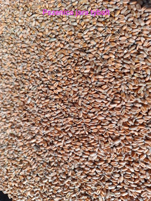 Pszenica jara tybalt