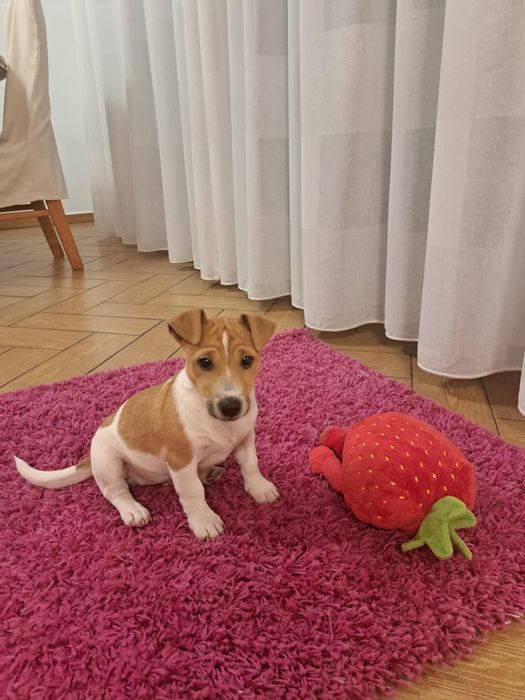 Jack russell terrier szczenię