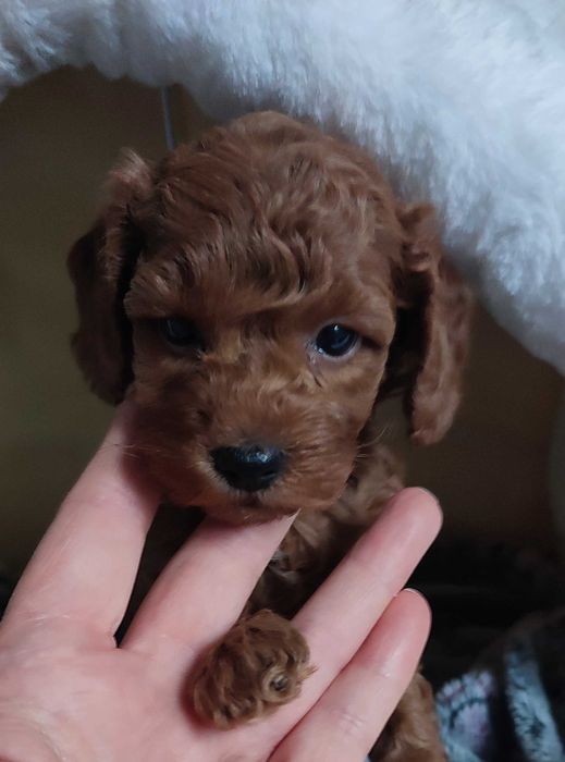Pudel toy  piesek redbrown po Championce.
