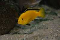 Pyszczaki Labidochromis Caeruleus Kakusa "Yellow"