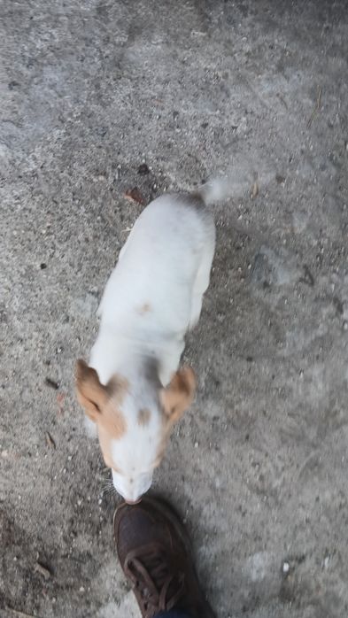 Cachorro Podengo caça