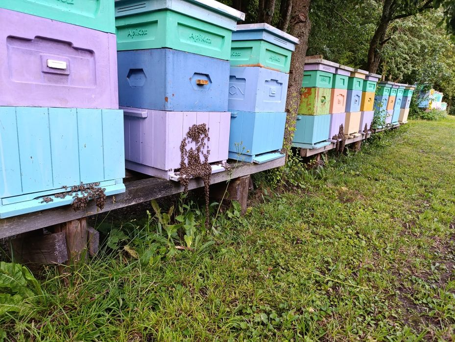 Prawdziwy Naturalny Miód z Mazurskiej Pasieki