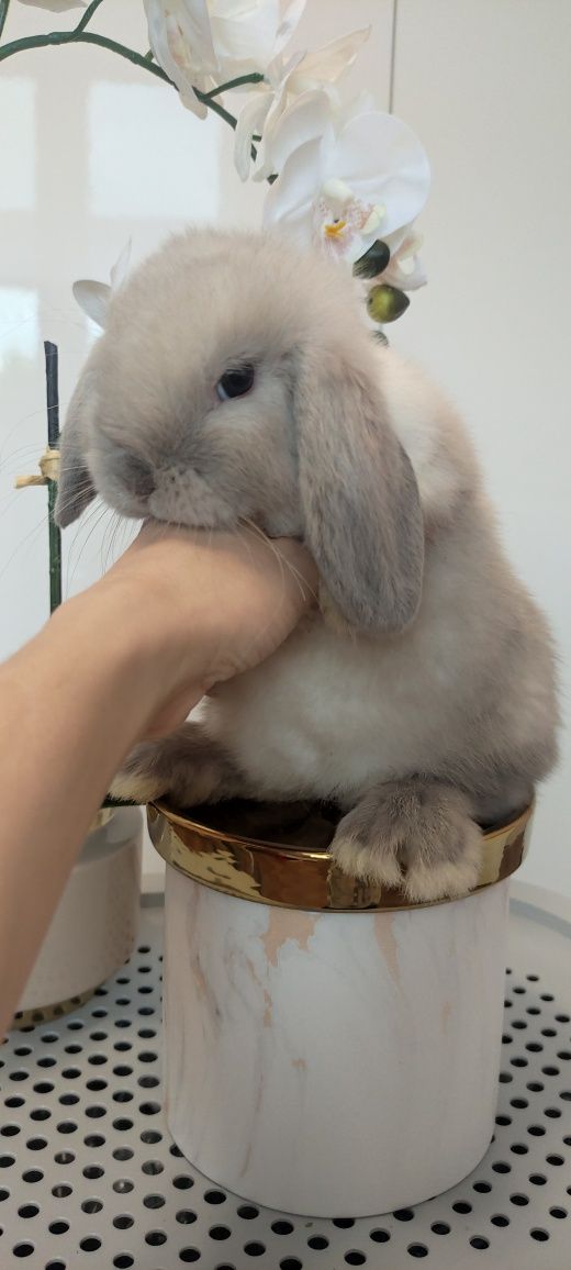 Mini Lop królik gotowe do odbioru