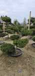 Bonsai niwaki rosliny do ogrodu sezon wiosna