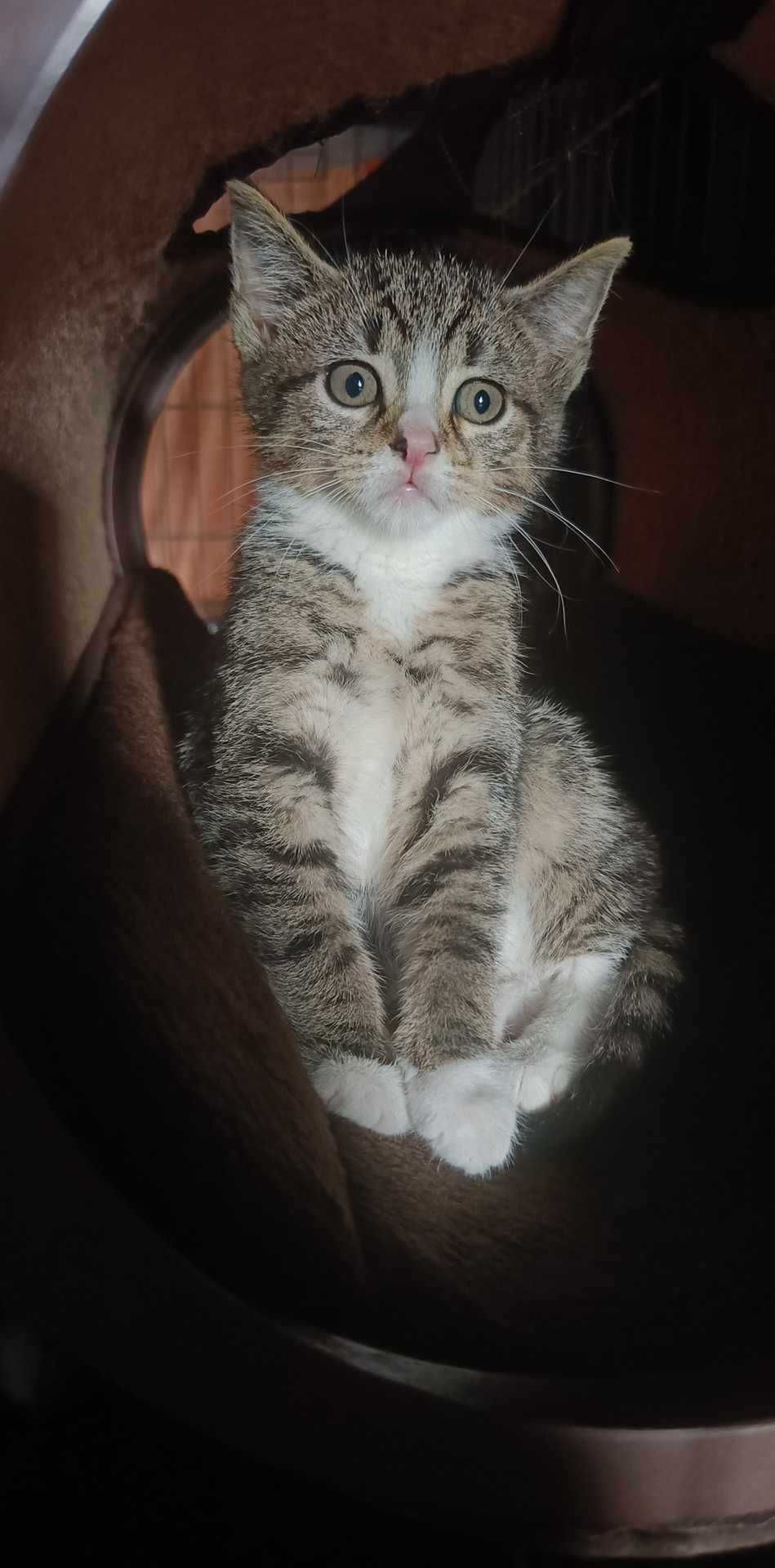 Kotki do adopcji