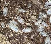Isopodes (bichos da conta)