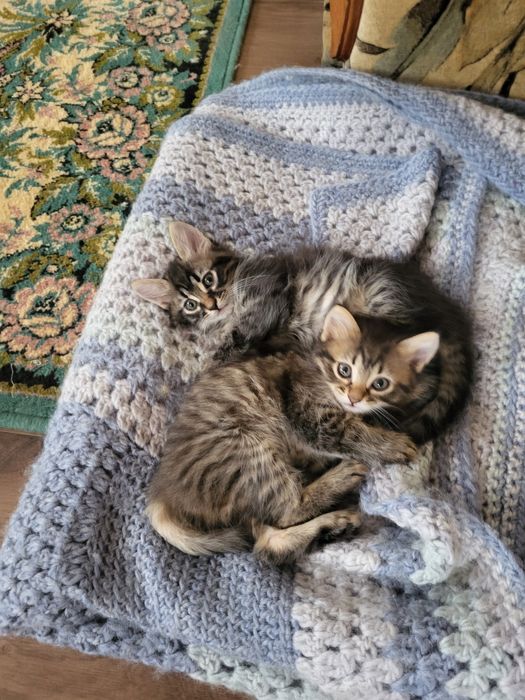 Котята в добрые руки