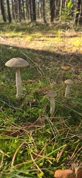 Sprzedam  świeże  grzyby prawdziwki, kozaki , podgrzybki