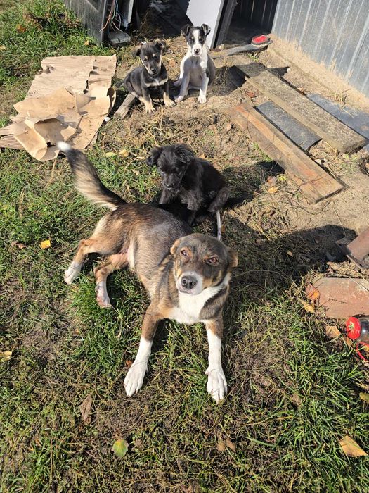 Pieski w dobre ręce oddam