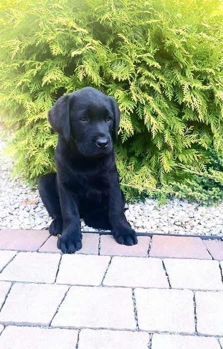 Labrador Retriever - czarny szczeniak-do   odbioru -rodowód ZKwP / FCI
