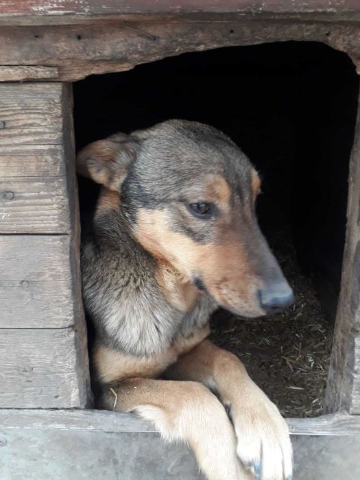 Боня в добрі руки