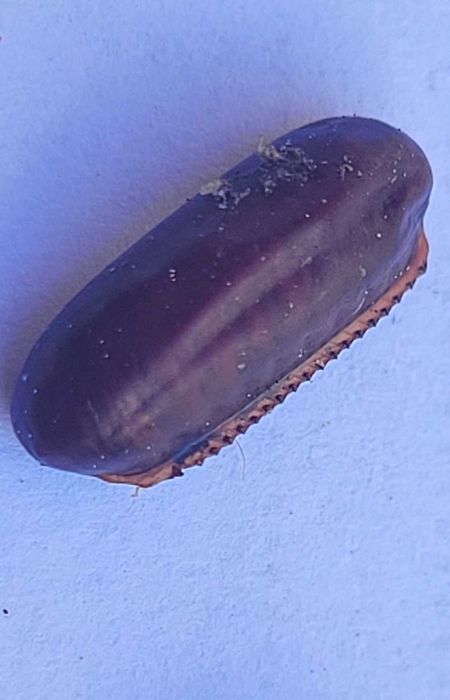 Jaja karaczana tureckiego ooteki karaczan turecki.