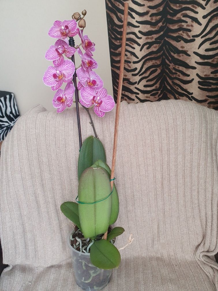 Орхидея на подарок