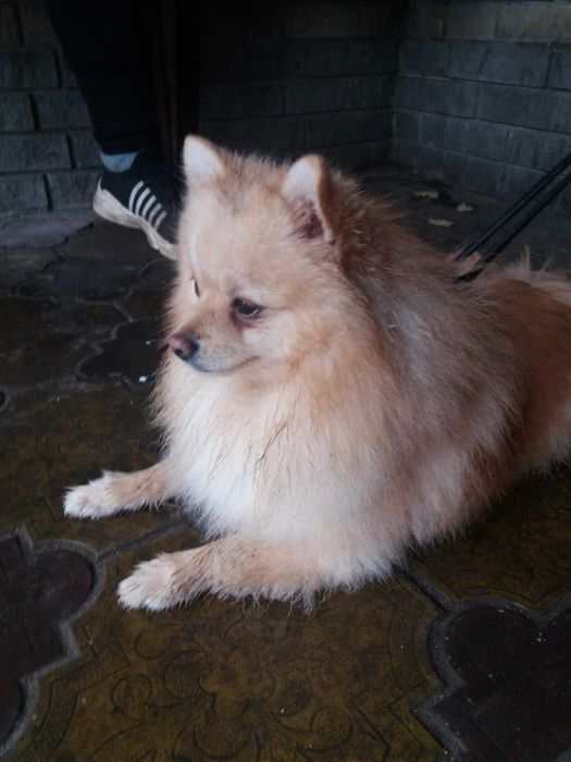 Померанский шпиц мальчик Джонни ищет девочку. Вязка