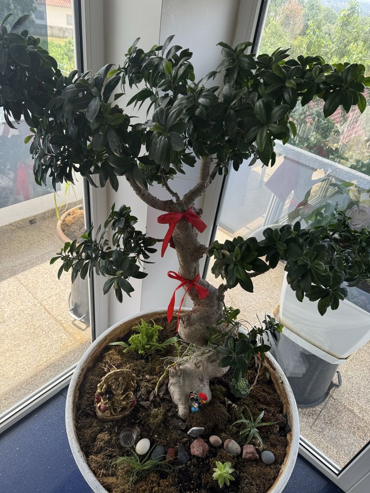Plantas bonzai ficus