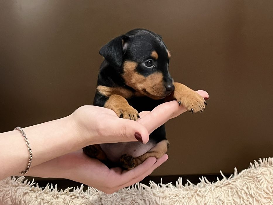 Цуценята цвергпінчера!