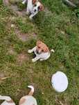 Jack Russell Terrier piesek za darmo