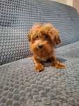 Szczeniak MALTIPOO F1 Ojciec import z Chin.