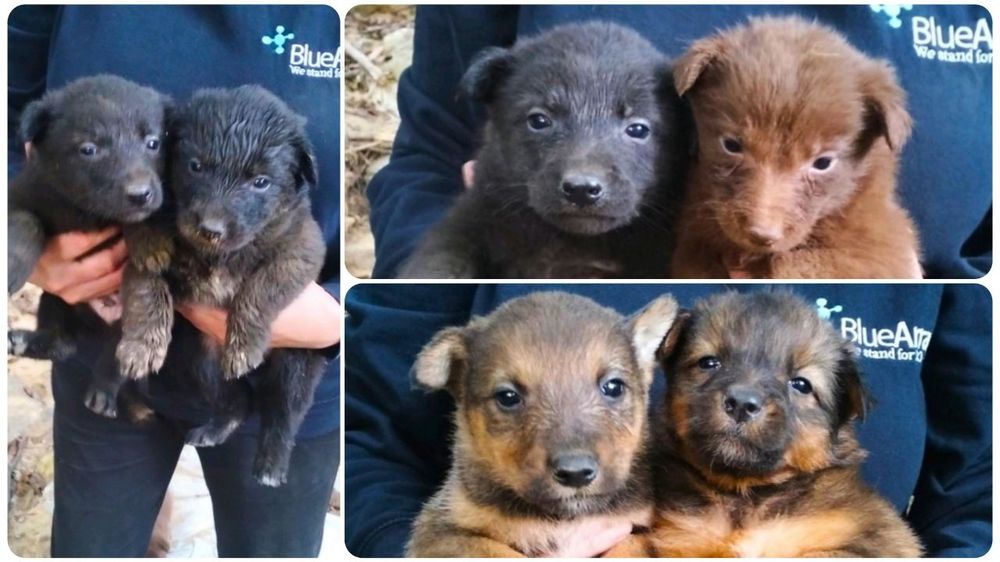 Віддамо цуценят 1 міс.Вінниця,Старе місто