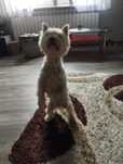 Suczka west Hochland white terrier
