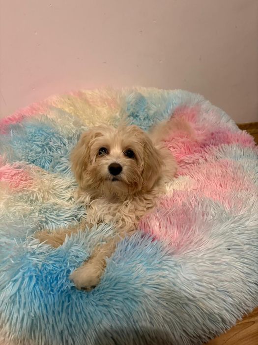 Szczeniak maltipoo