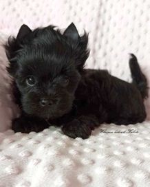 Yorkshire Terrier Czarny Piesek Black