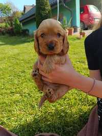 Cocker spaniel angielski