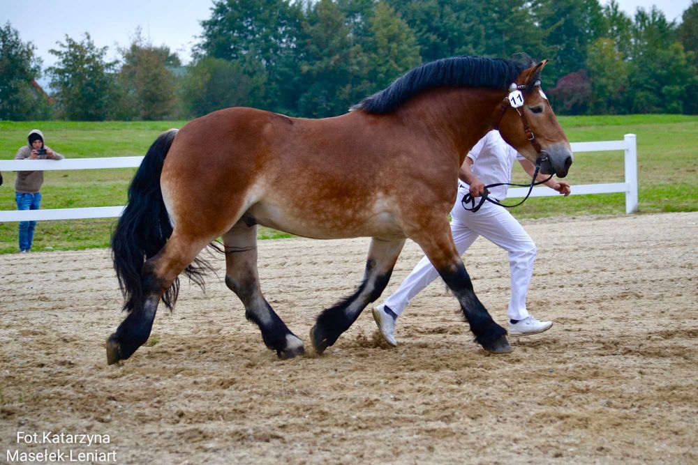 Sprzedam młodego ogiera
