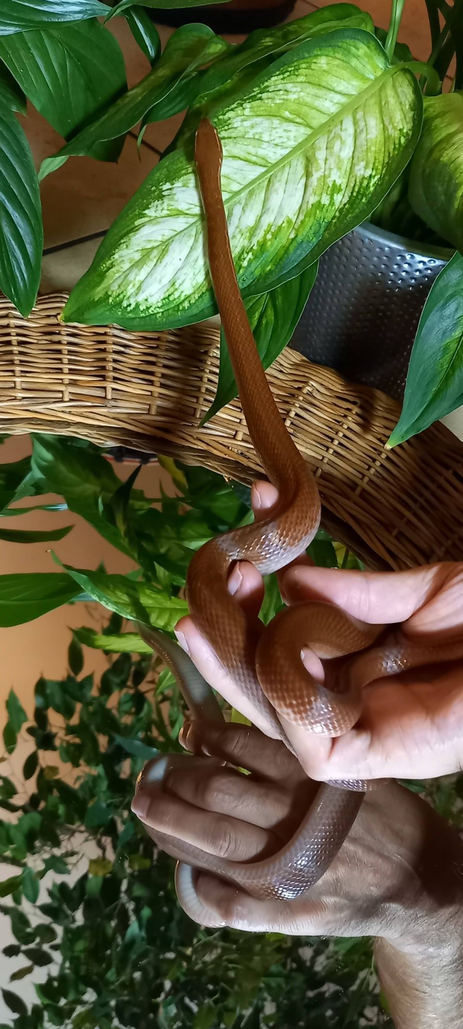 Piękne węże mahoniowe.