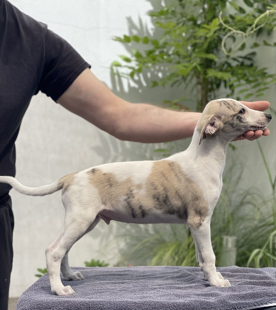 Whippet chłopiec gotowy do odbioru ZKwP Revirado FCI