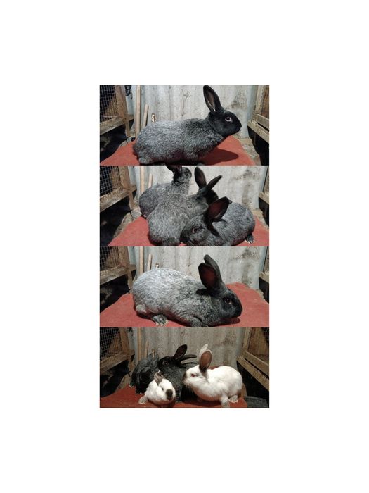 Племінні кролики  Полтавське Срібло