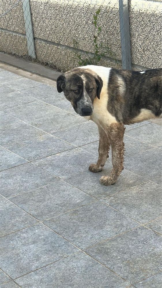 Cadela meiga a procura de um novo dono e familia