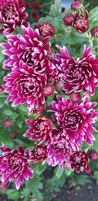 Хризантема маточники