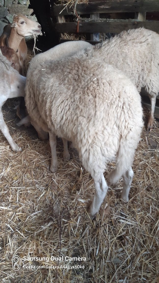 Vendo borrego macho