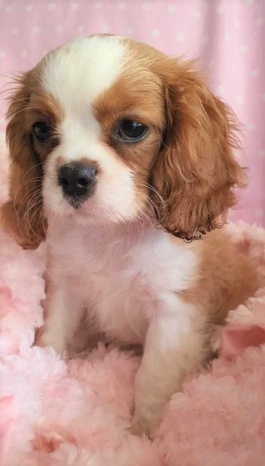 Piesek Cavalier King Charles Spaniel , po FCI. Do odbioru.