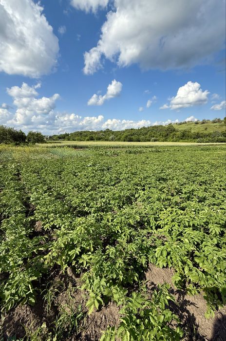 Ділянка 25 сот, с. Щербанівка, Обухів р-н